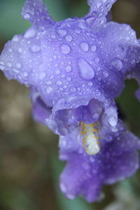 Close-up of water drops on purple flower