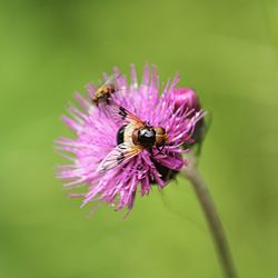 Close-up of bee pollinating on flower