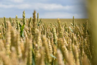 Close-up of stalks in field against the sky