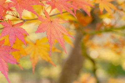 Close-up of maple leaves