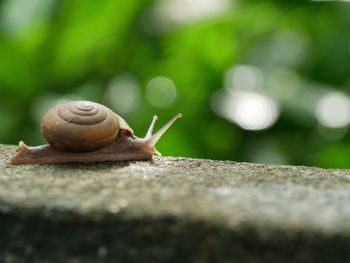 Close-up of snail on leaf