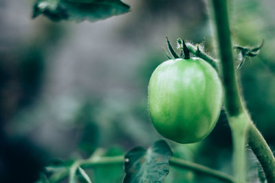 Close-up of tomato growing on plant