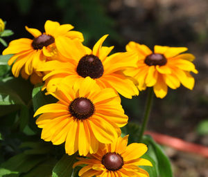 Close-up of yellow flowers blooming outdoors