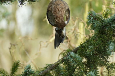 Close-up of a pine tree