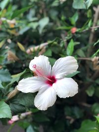Close-up of white flowering plant