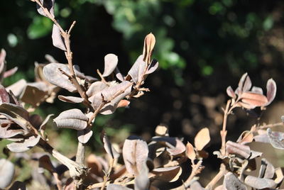 Close-up of flowering plant