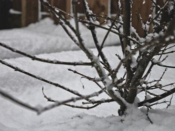 Close-up of frozen bare tree