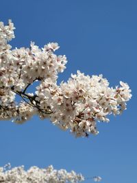 Low angle view of cherry blossoms against clear blue sky