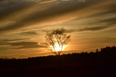 Silhouette trees against sky during sunset