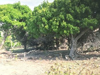 Trees growing in forest