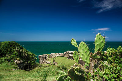 Cactus growing by sea against blue sky