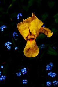 Close-up of yellow flowering plant