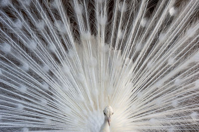 Close-up of peacock