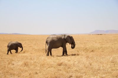 Horses on landscape against clear sky