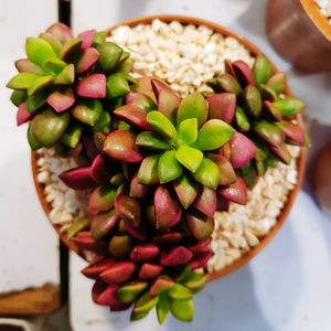 High angle view of strawberries in plate on table
