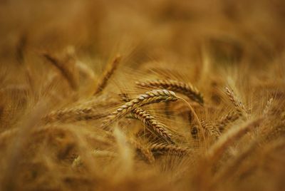 Close-up of wheat growing on field