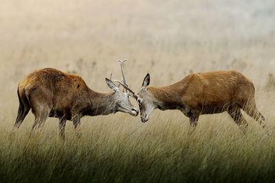 Duelling yearlings in grassland