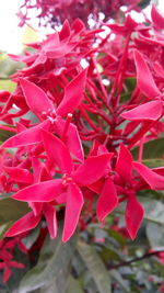 Close-up of pink flowers