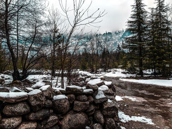 Snow covered rocks by trees in forest against sky