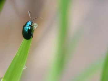 Close-up of insect on plant