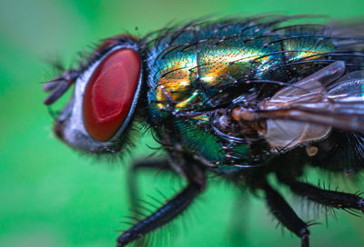 Close-up of fly