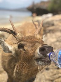 Close-up portrait of drinking water on land