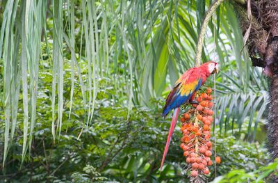 View of parrot perching on plant