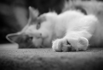 Close-up of cat sleeping on floor