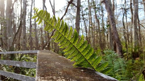Close-up of fern in forest