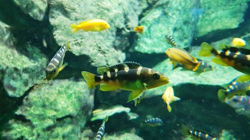 Fish swimming in sea