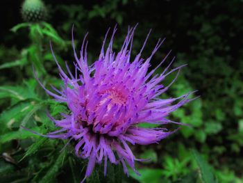 Close-up of purple thistle flower