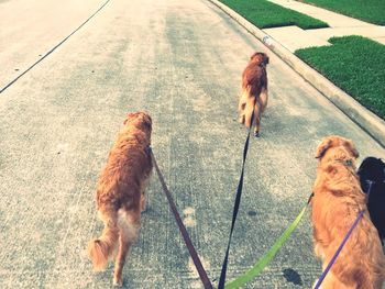 Dog with dogs in background