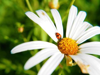 Close-up of ladybug on daisy
