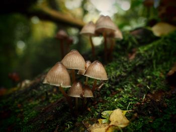 Close-up of mushrooms growing on land 