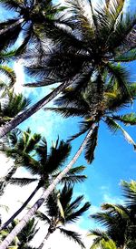 Low angle view of palm tree