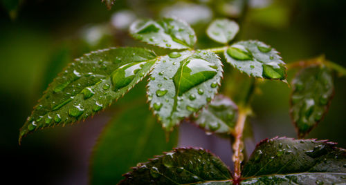 Close-up of wet plant leaves