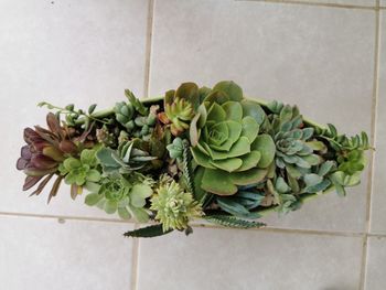 High angle view of succulent plant on floor against wall