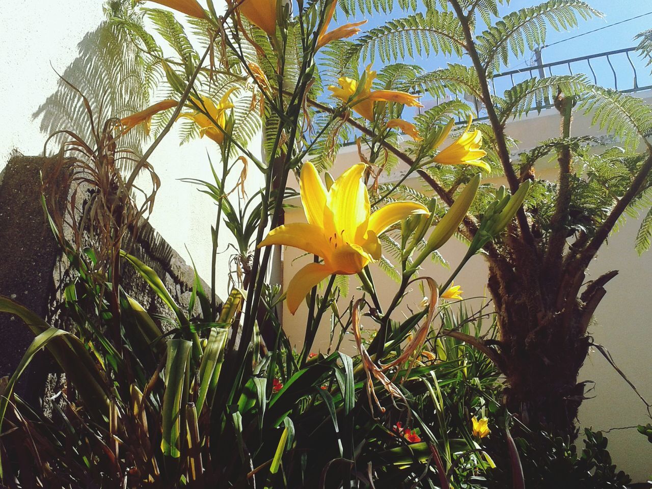 flower, growth, freshness, petal, fragility, yellow, flower head, beauty in nature, plant, blooming, nature, leaf, stem, in bloom, close-up, blossom, focus on foreground, no people, single flower, outdoors