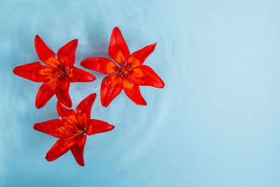 Close-up of red leaves