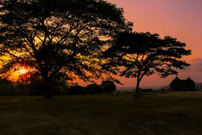 Sun shining through trees on field