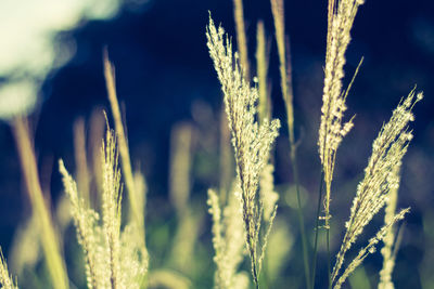 Close-up of fresh grass