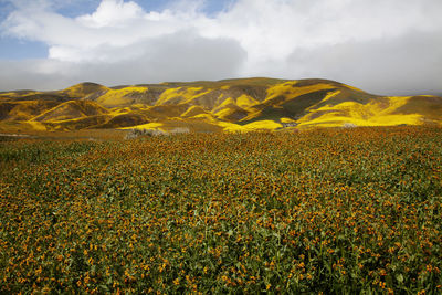 Scenic view of landscape against sky