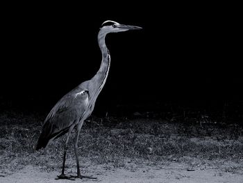 Bird in water