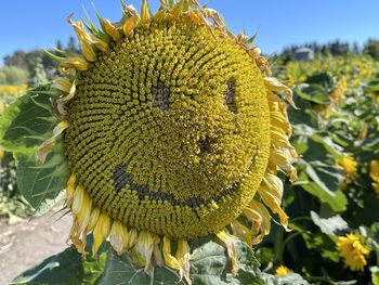 Giant smiling sunflower basks in the sunshine against a blue sky and huge field of sunflowers. 