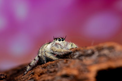 Close-up of insect on rock