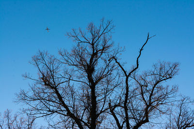 Low angle view of bare tree against clear blue sky