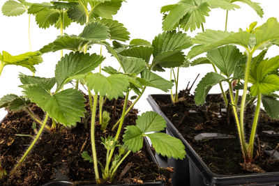 Close-up of plants growing on field