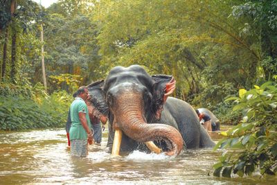 View of elephant in river