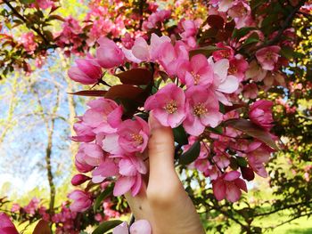 Close-up of hand holding pink cherry blossoms in spring