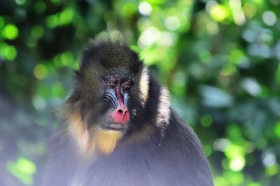 Portrait of monkey on tree